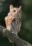 Eastern Screech Owl 14 - Megascops asio