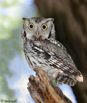 Eastern Screech Owl 15 - Megascops asio