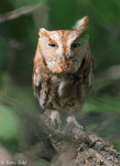 Eastern Screech Owl 16 - Megascops asio
