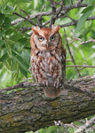 Eastern Screech Owl 2 - Megascops asio