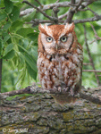 Eastern Screech Owl 3 - Megascops asio