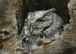 Eastern Screech Owl 4 - Megascops asio