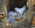 Eastern Screech Owl 6 - Megascops asio