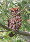 Eastern Screech Owl 7 - Megascops asio