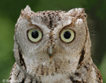 Eastern Screech Owl 9 - Megascops asio