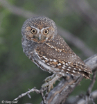 Elf Owl 1 - Micrathene whitneyi