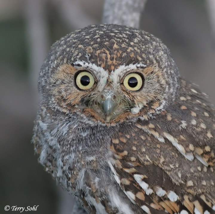 Elf Owl Micrathene Whitneyi South Dakota Birds Elf Owl Micrathene Whitneyi South Dakota Birds