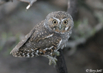 Elf Owl 4 - Micrathene whitneyi