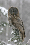 Great Gray Ow 1 - Strix nebulosa