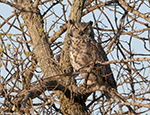Great Horned Owl 15 - Bubo virginianus
