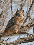 Great Horned Owl 2 - Bubo virginianus