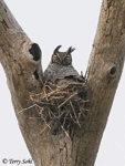 Great Horned Owl 3 - Bubo virginianus