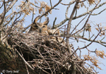 Great Horned Owl 5 - Bubo virginianus