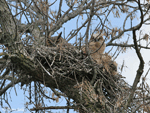 Great Horned Owl 6 - Bubo virginianus