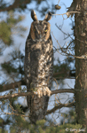 Long-eared Owl 11 - Asio otus