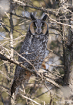 Long-eared Owl 12 - Asio otus