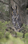 Long-eared Owl 14 - Asio otus