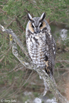 Long-eared Owl 18 - Asio otus