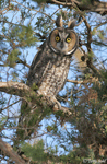 Long-eared Owl 3 - Asio otus