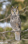 Long-eared Owl - Asio otus