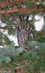 Long-eared Owl 5 - Asio otus