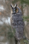 Long-eared Owl - Asio otus