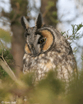 Long-eared Owl 8 - Asio otus