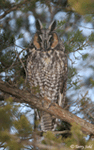 Long-eared Owl 9 - Asio otus