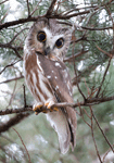 Northern Saw-whet Owl - Aegolius acadicus
