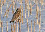 Short-eared Owl 10 - Asio flammeus