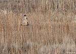Short-eared Owl 12 - Asio flammeus