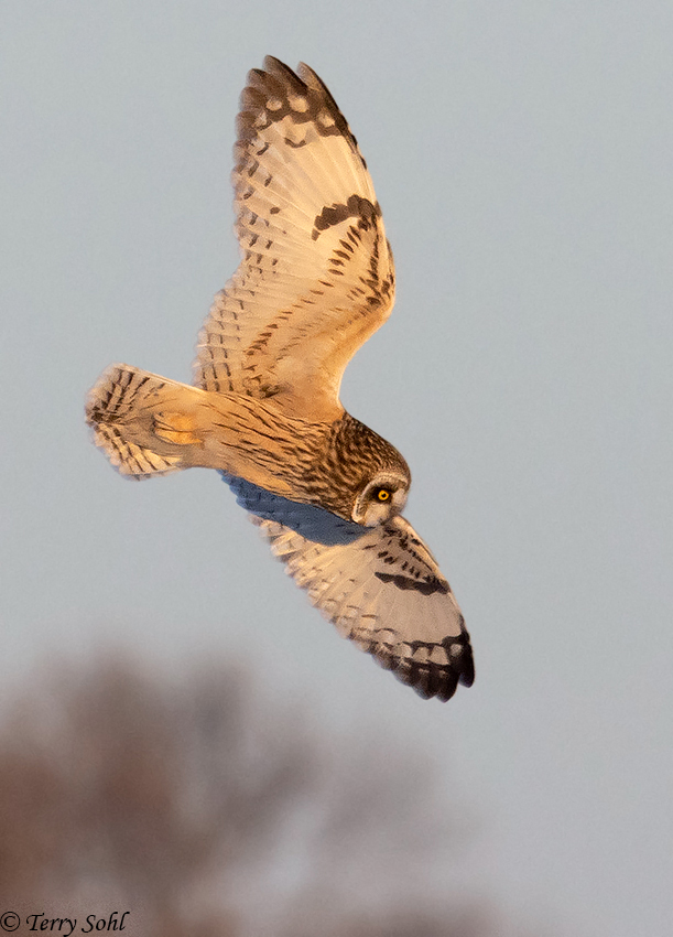 Short-eared Owl - Asio flammeus