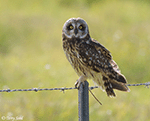 Short-eared Owl 20 - Asio flammeus