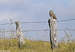 Short-eared Owl 21 - Asio flammeus
