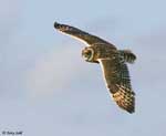 Short-eared Owl 2 - Asio flammeus