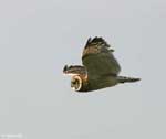 Short-eared Owl 4 - Asio flammeus