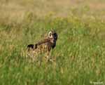 Short-eared Owl 5 - Asio flammeus