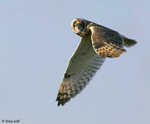 Short-eared Owl - Asio flammeus