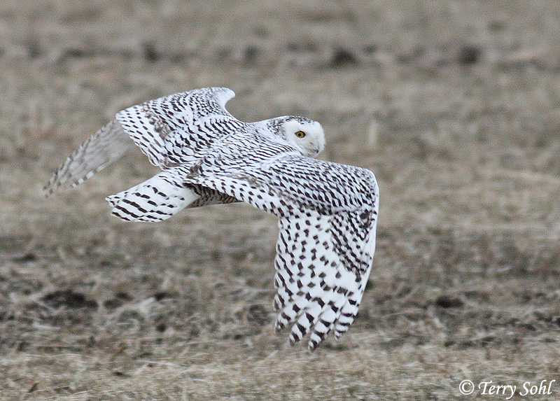 Snowy Owl - South Dakota Birds