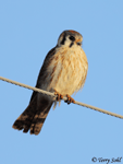 American Kestrel 10 - Falco sparverius
