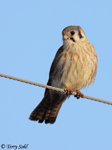 American Kestrel 11 - Falco sparverius