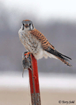 American Kestrel 3 - Falco sparverius
