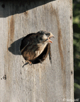 American Kestrel 4 - Falco sparverius