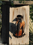 American Kestrel 7 - Falco sparverius