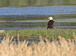 Bald Eagle 35 - Haliaeetus leucocephalus