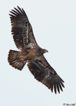 Bald Eagle 39 - Haliaeetus leucocephalus