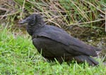 Black Vulture - Coragyps atratus