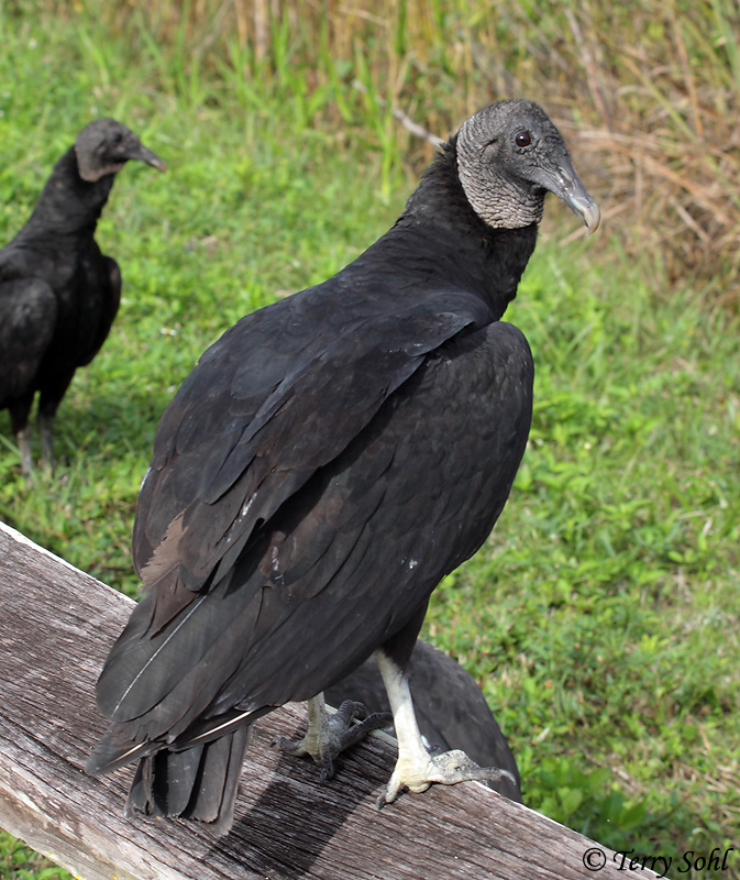 Black Vulture South Dakota Birds and Birding