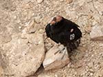 California Condor 1 - Buteo platypterus