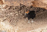 California Condor 1 - Buteo platypterus